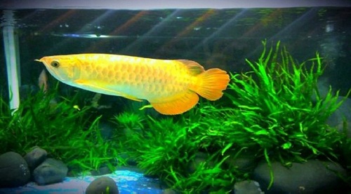 cá vàng